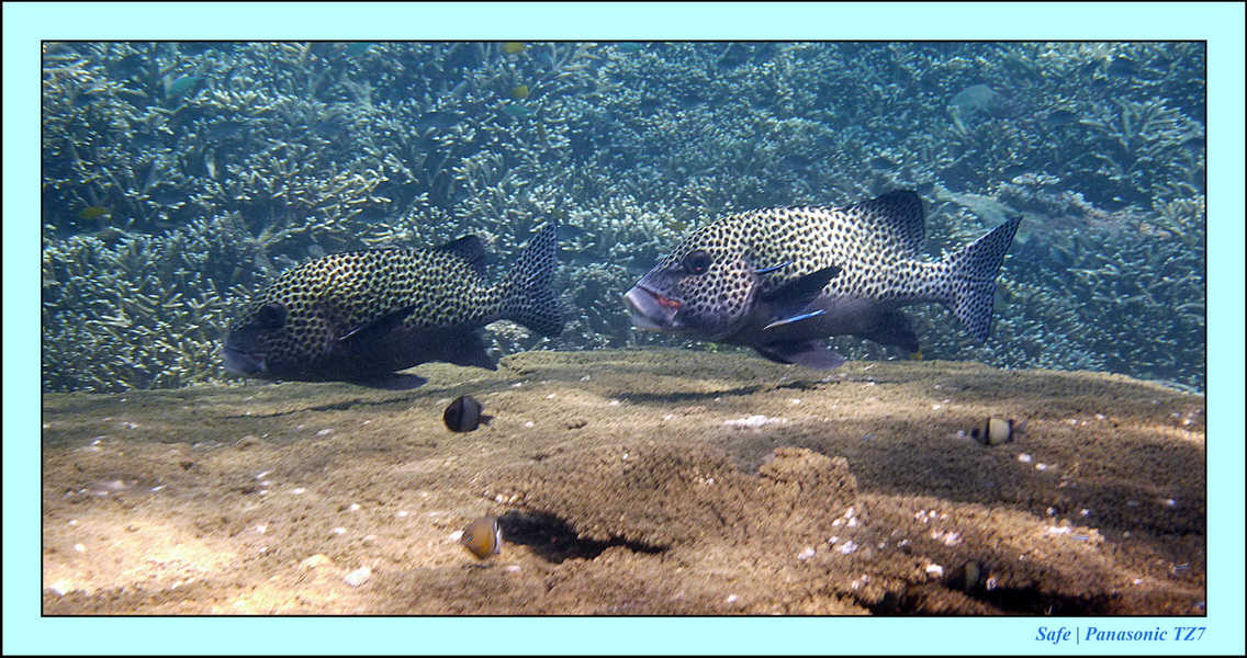2011 - 08 - Borneo - Sipadan 069